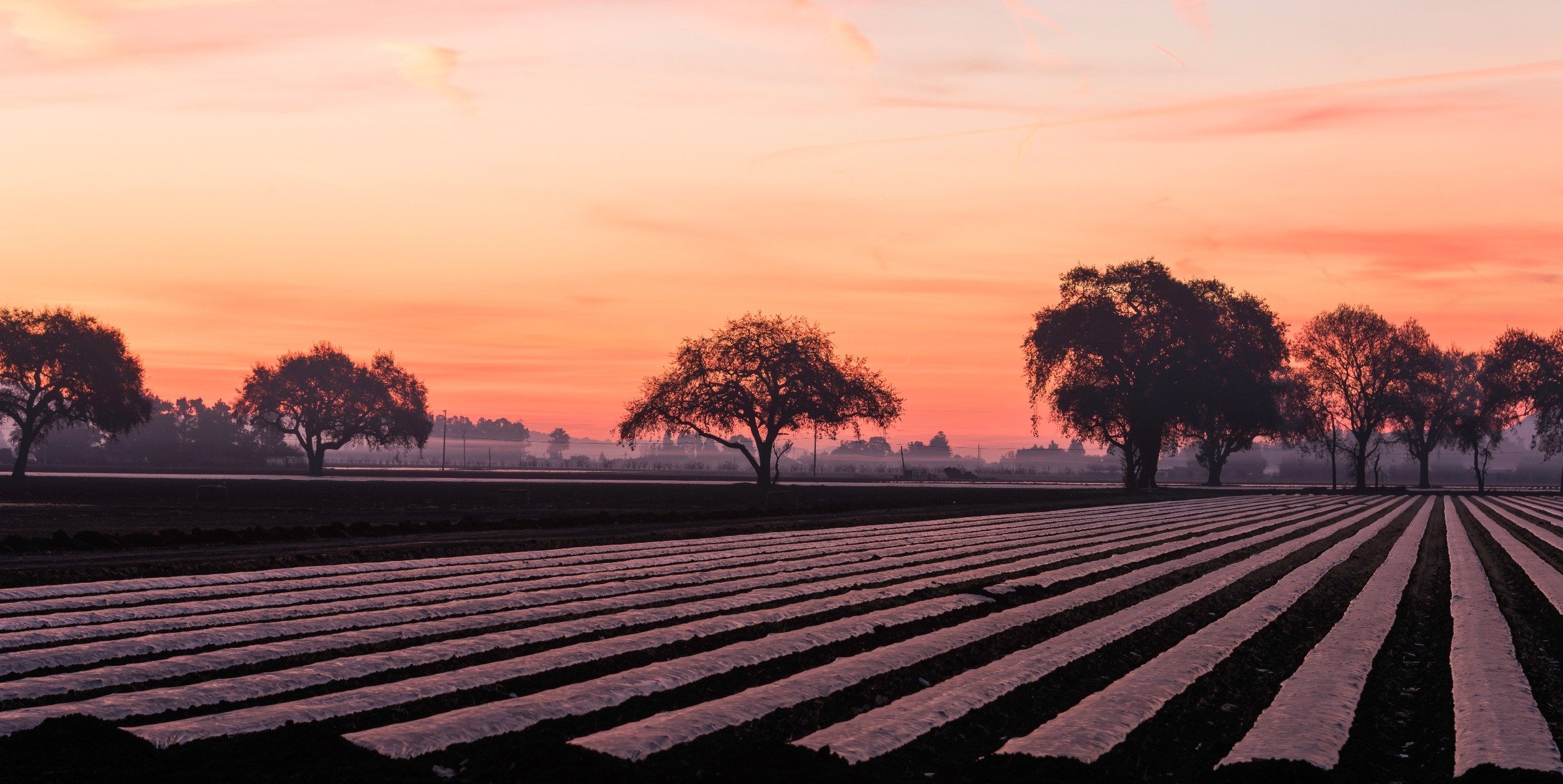 the-future-of-agriculture